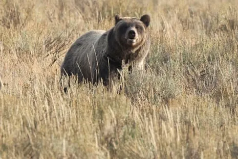 Trail Walker Assaulted by Grizzly in National Park Air Lifted to Hospital
